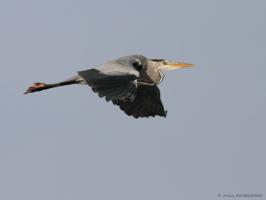 Grey Heronadult, Flight