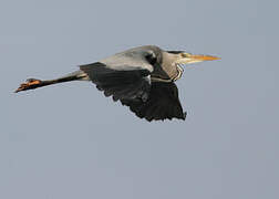 Grey Heron