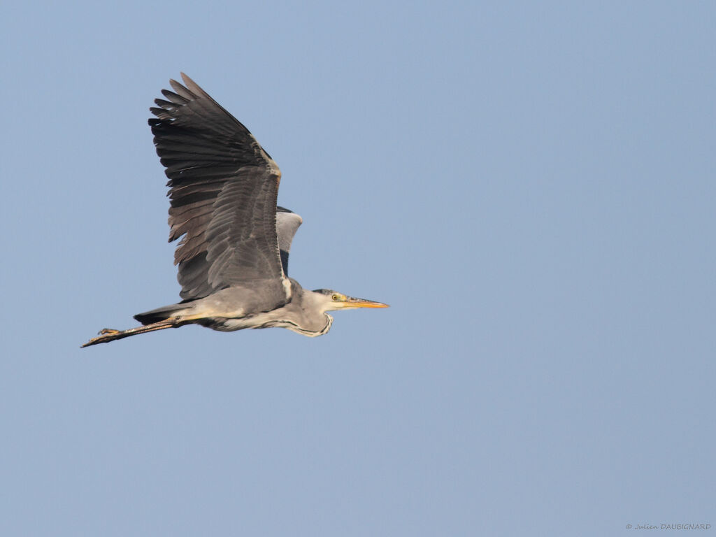 Grey Heron, Flight