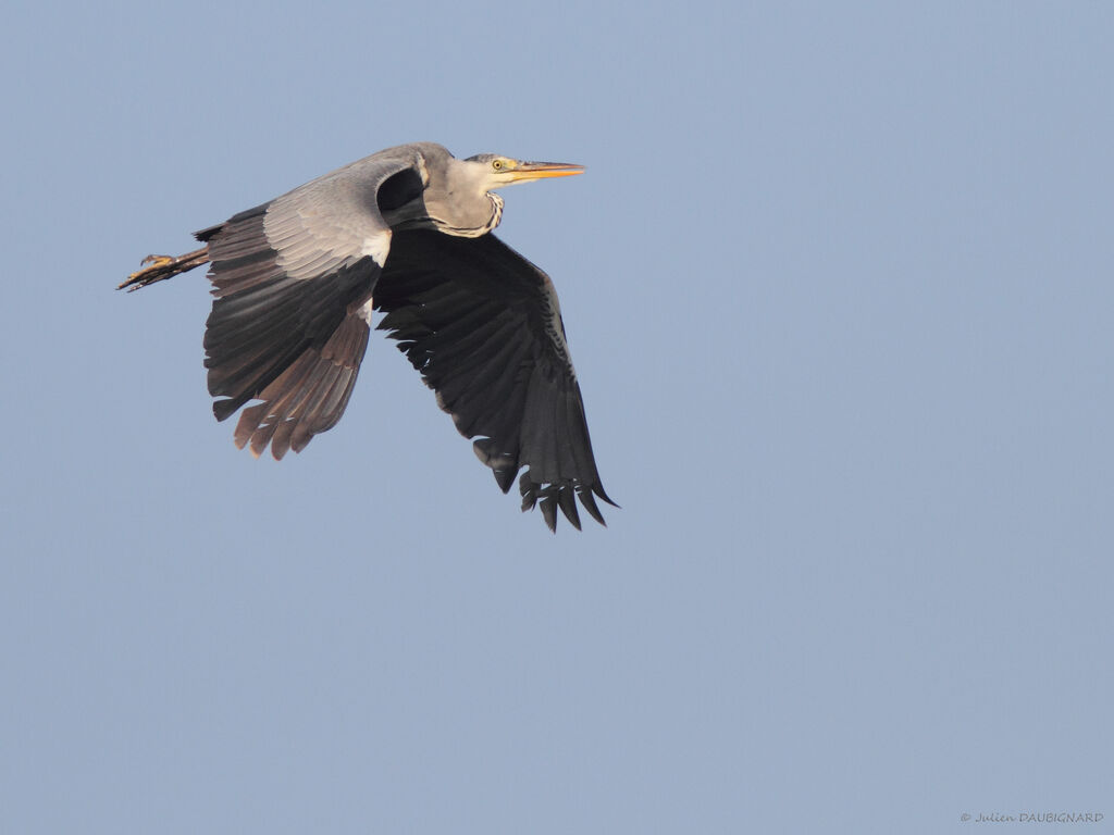 Grey Heron, Flight