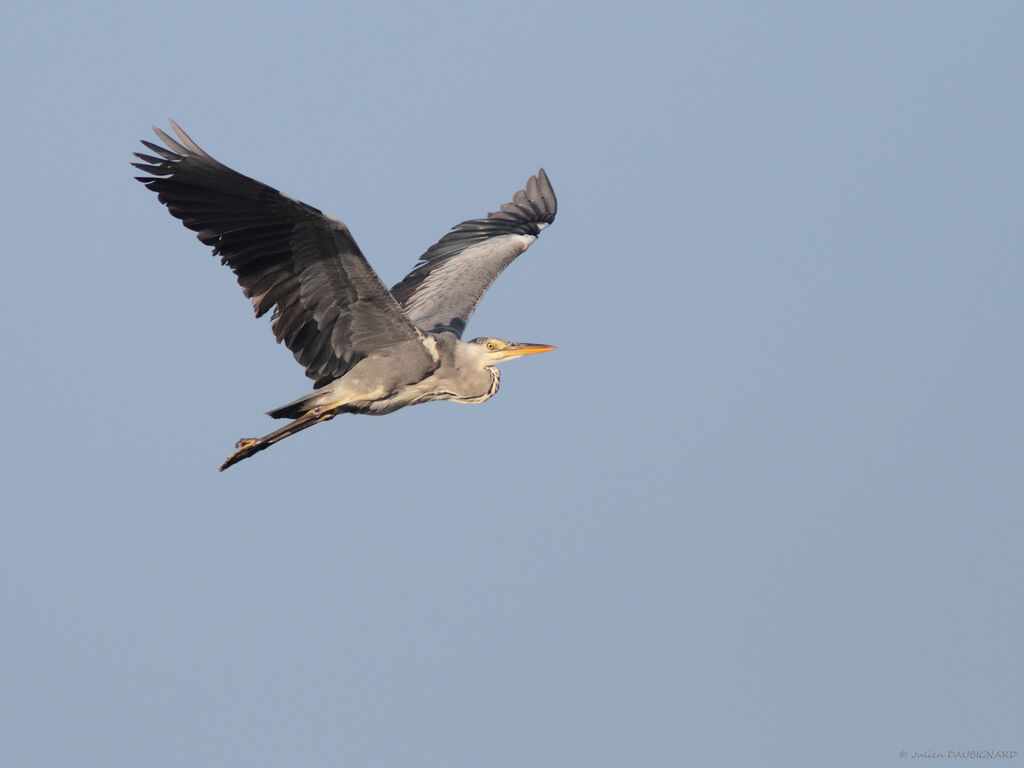 Grey Heron, Flight