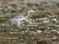 Grey Heron