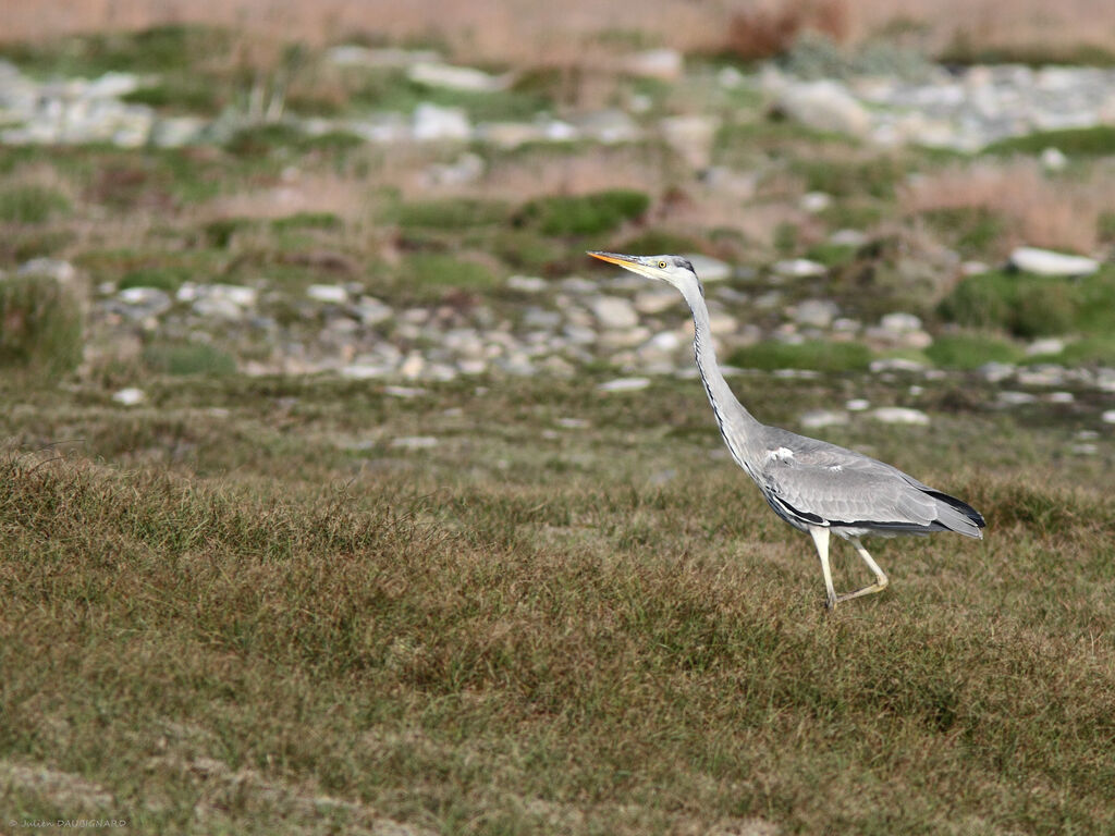 Grey Heron, identification