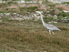 Grey Heron