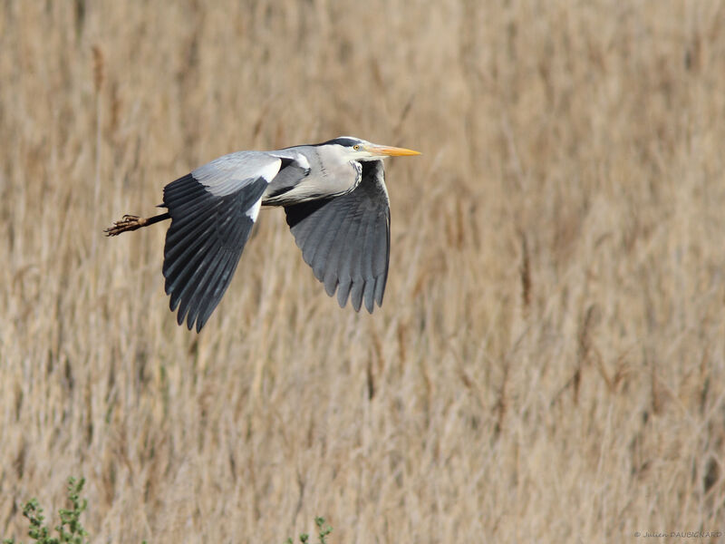 Grey Heron, identification, Flight