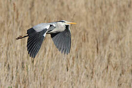 Grey Heron