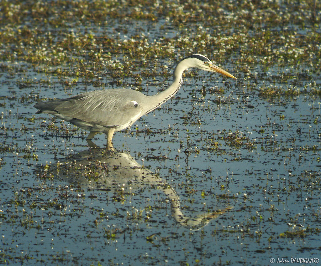 Héron cendréadulte, identification