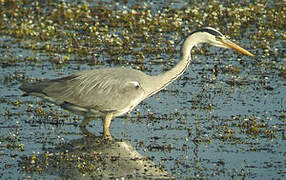 Grey Heron