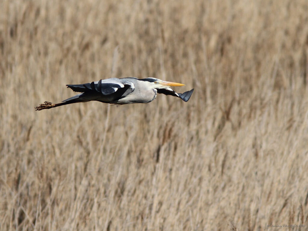 Grey Heron, identification, Flight