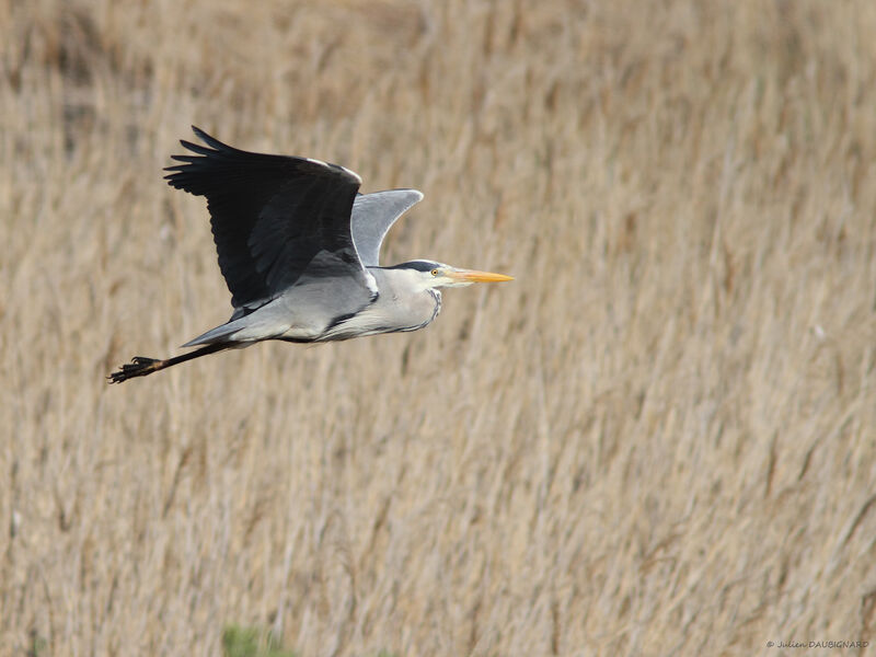 Grey Heron, identification, Flight