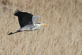 Grey Heron