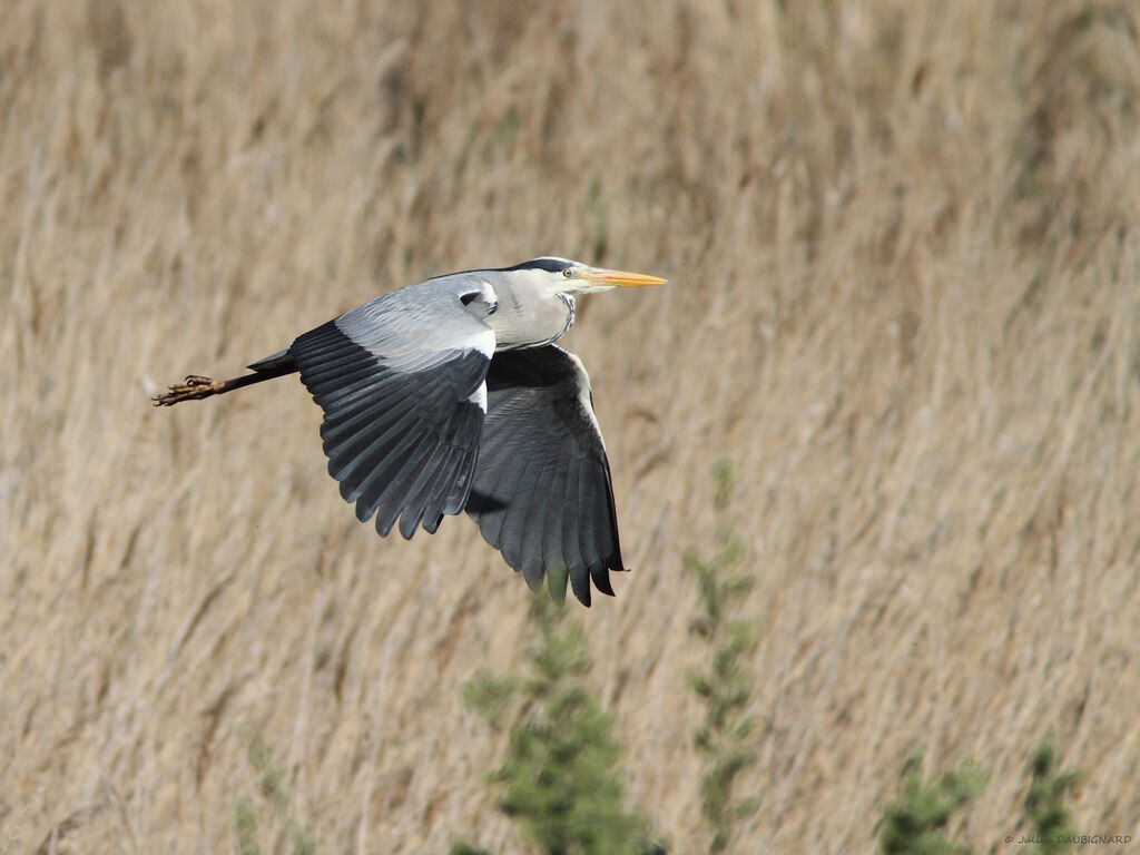 Grey Heron, identification, Flight