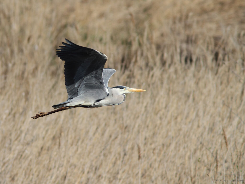 Grey Heron, identification, Flight