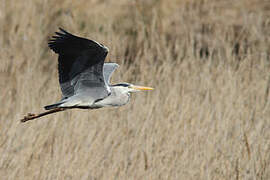 Grey Heron