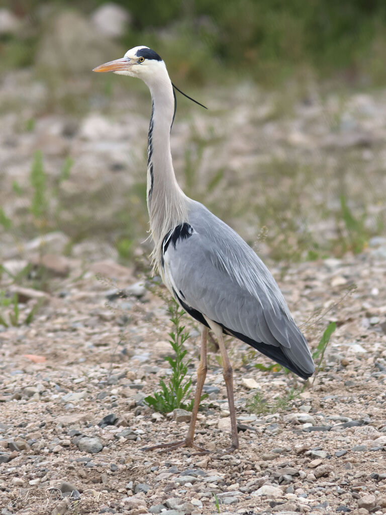 Grey Heronadult, identification