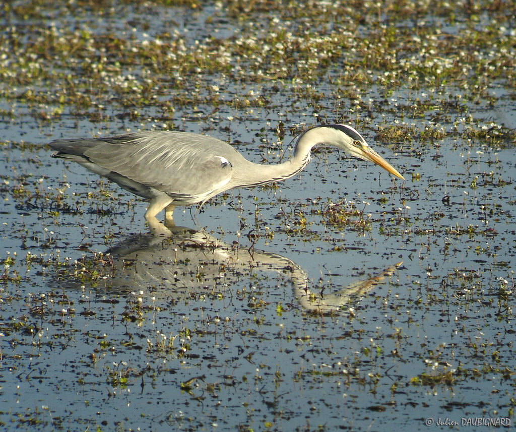 Grey Heronadult, identification