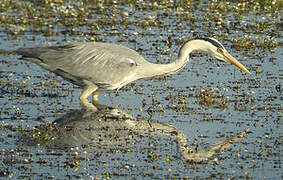 Grey Heron