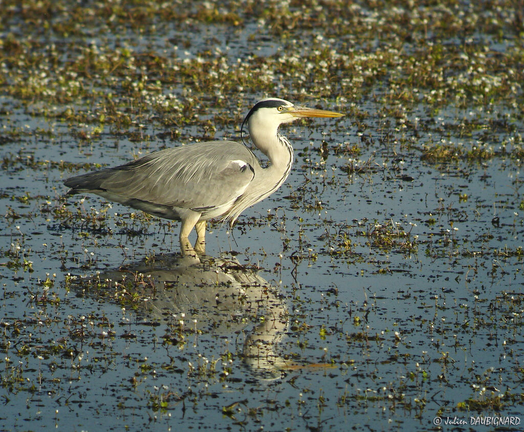 Grey Heronadult, identification