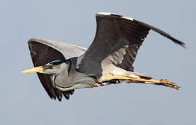 Grey Heron