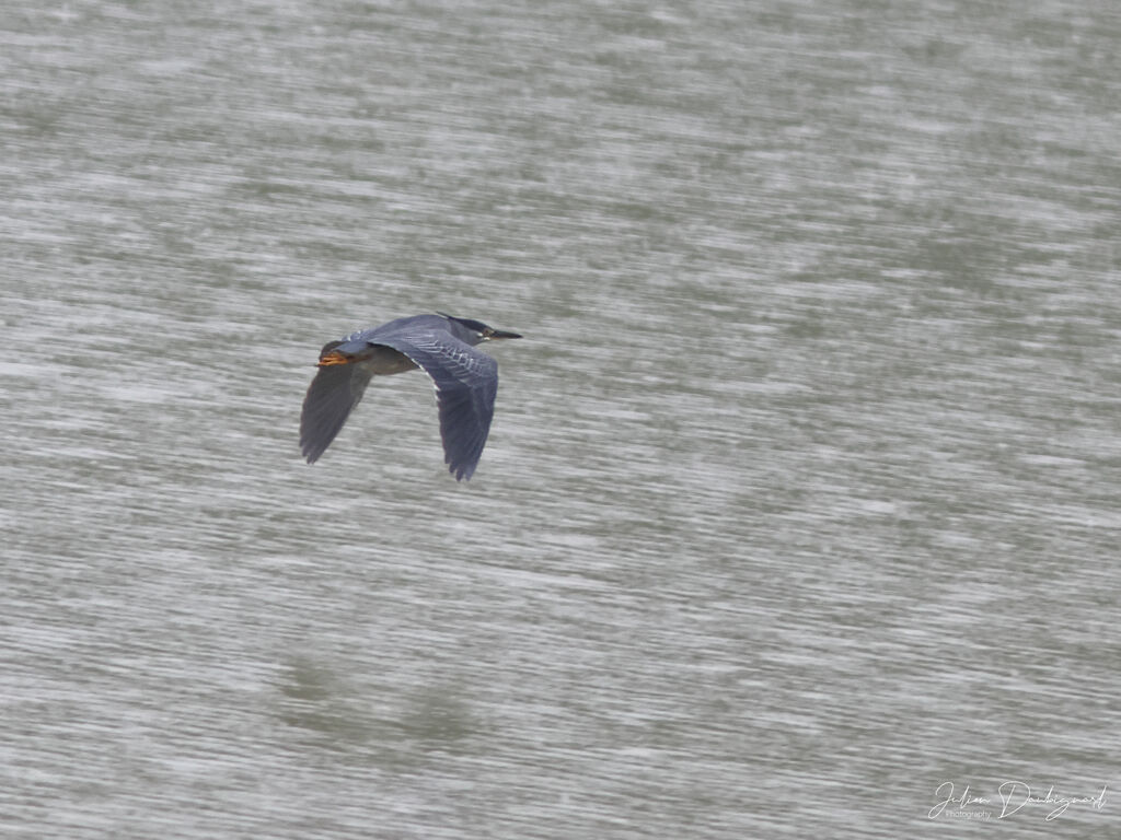 Héron des mangroves