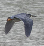 Héron des mangroves