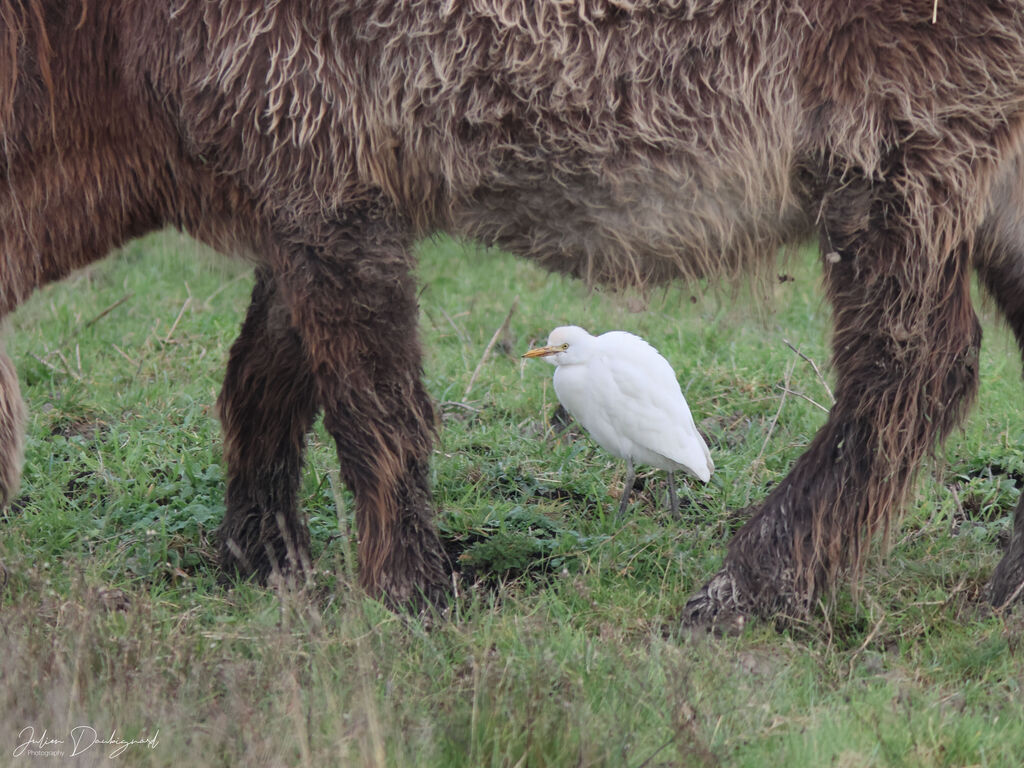 Western Cattle Egret identification