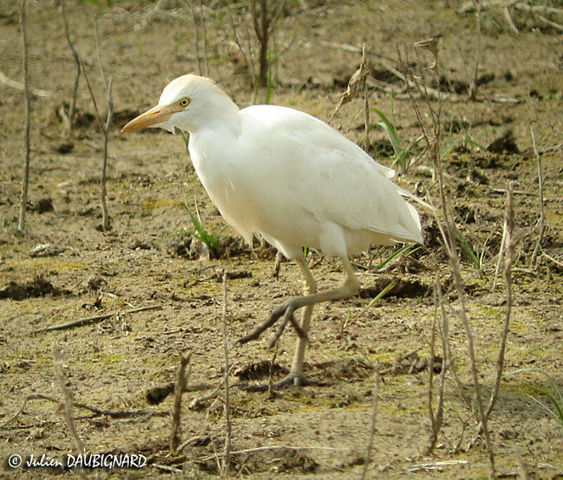 Western Cattle Egret