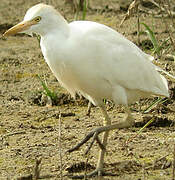 Western Cattle Egret