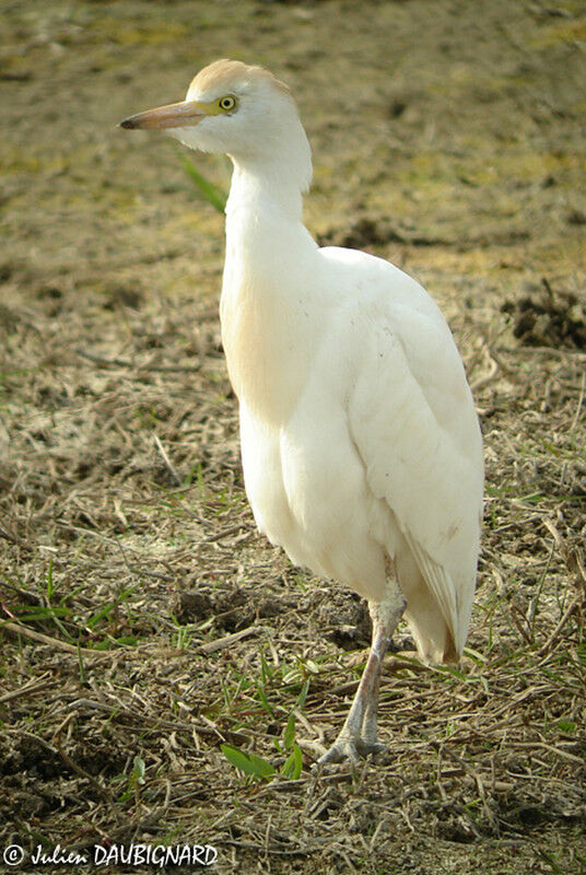 Western Cattle Egret