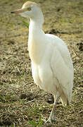 Western Cattle Egret