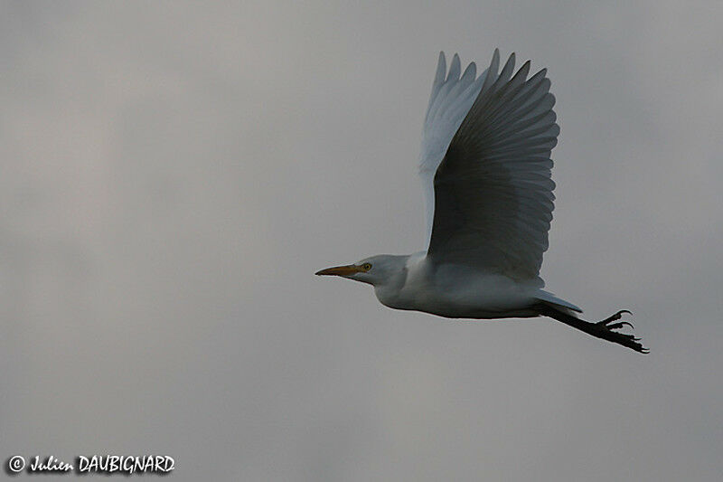 Western Cattle Egret