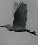 Western Cattle Egret