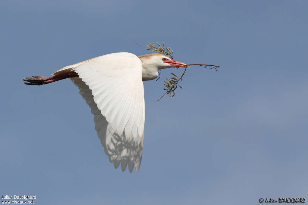 Western Cattle Egretadult breeding, Flight, Reproduction-nesting