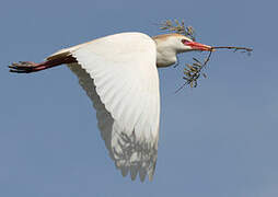 Western Cattle Egret