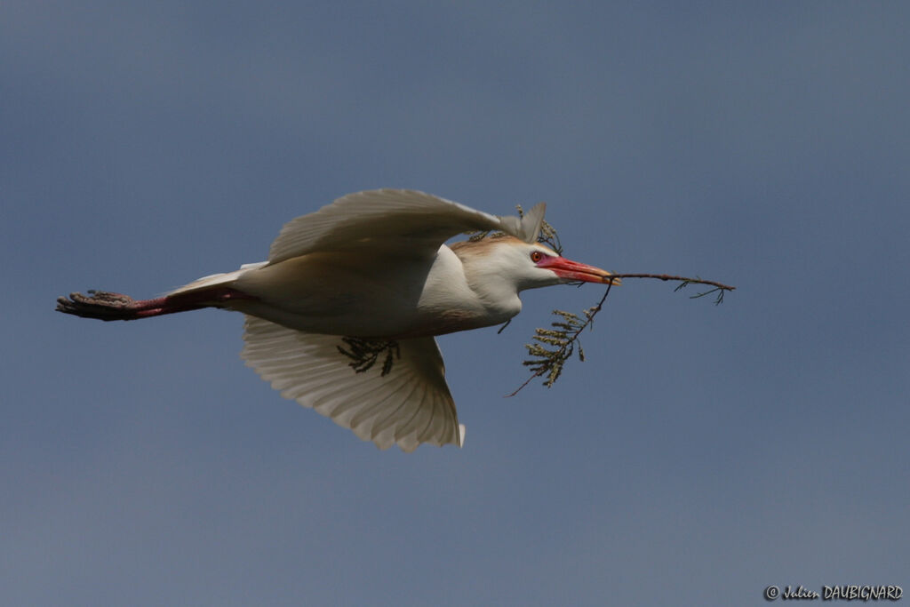 Western Cattle Egretadult breeding, Flight