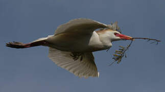 Western Cattle Egret