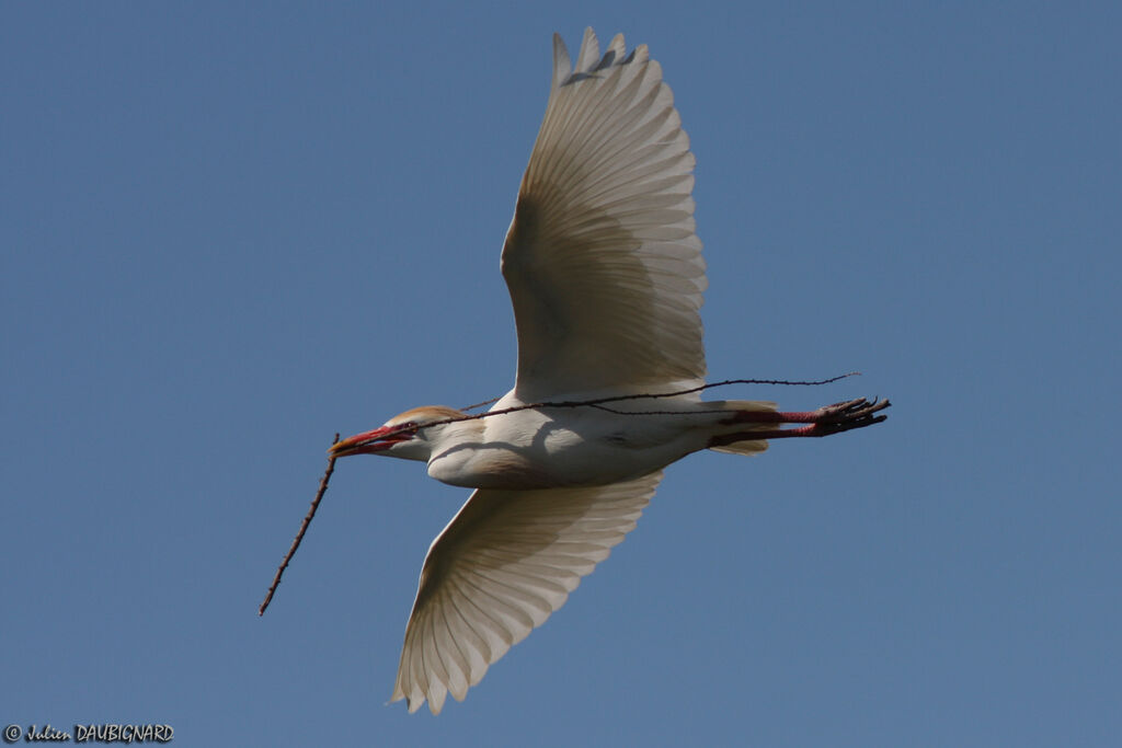 Western Cattle Egretadult breeding, Flight