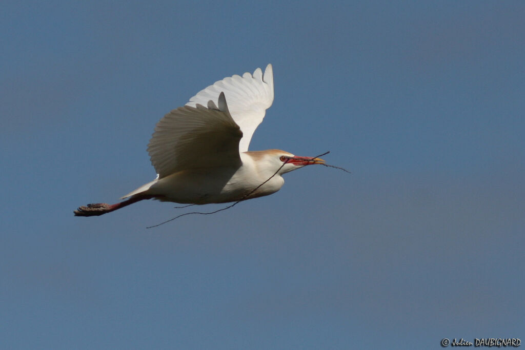 Western Cattle Egretadult breeding, Flight