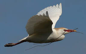 Western Cattle Egret