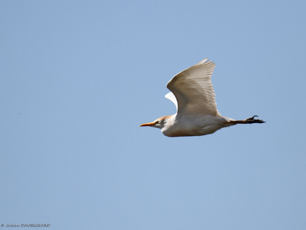 Western Cattle Egretadult breeding, Flight