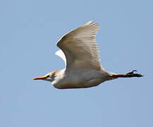 Western Cattle Egret