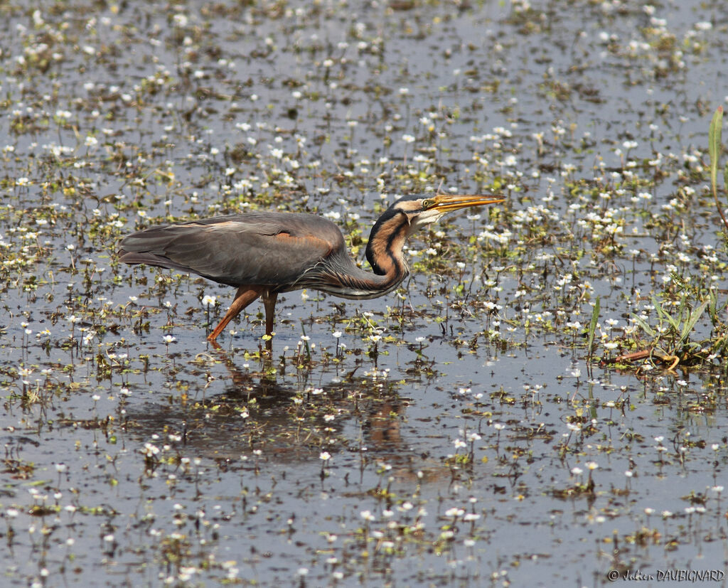 Purple Heron, identification