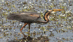 Purple Heron