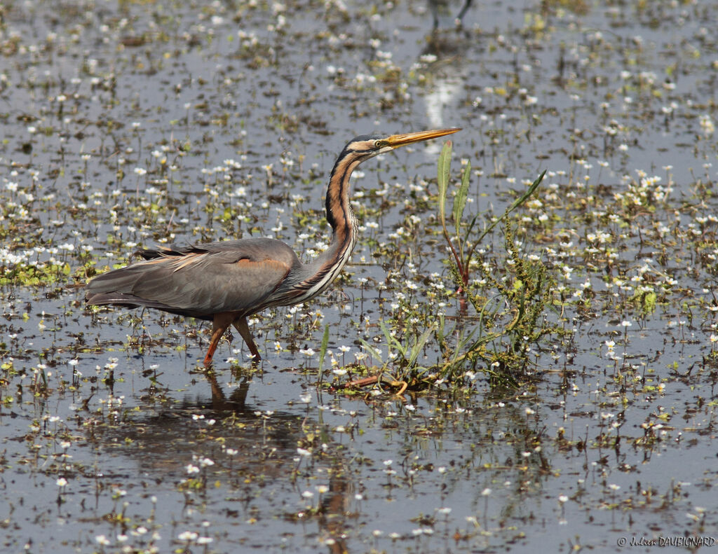 Héron pourpré, identification