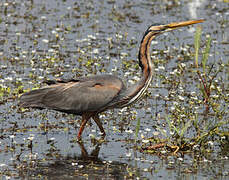 Purple Heron