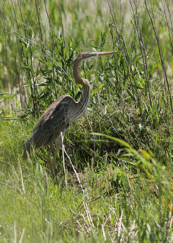 Héron pourpréjuvénile, identification