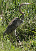 Purple Heron