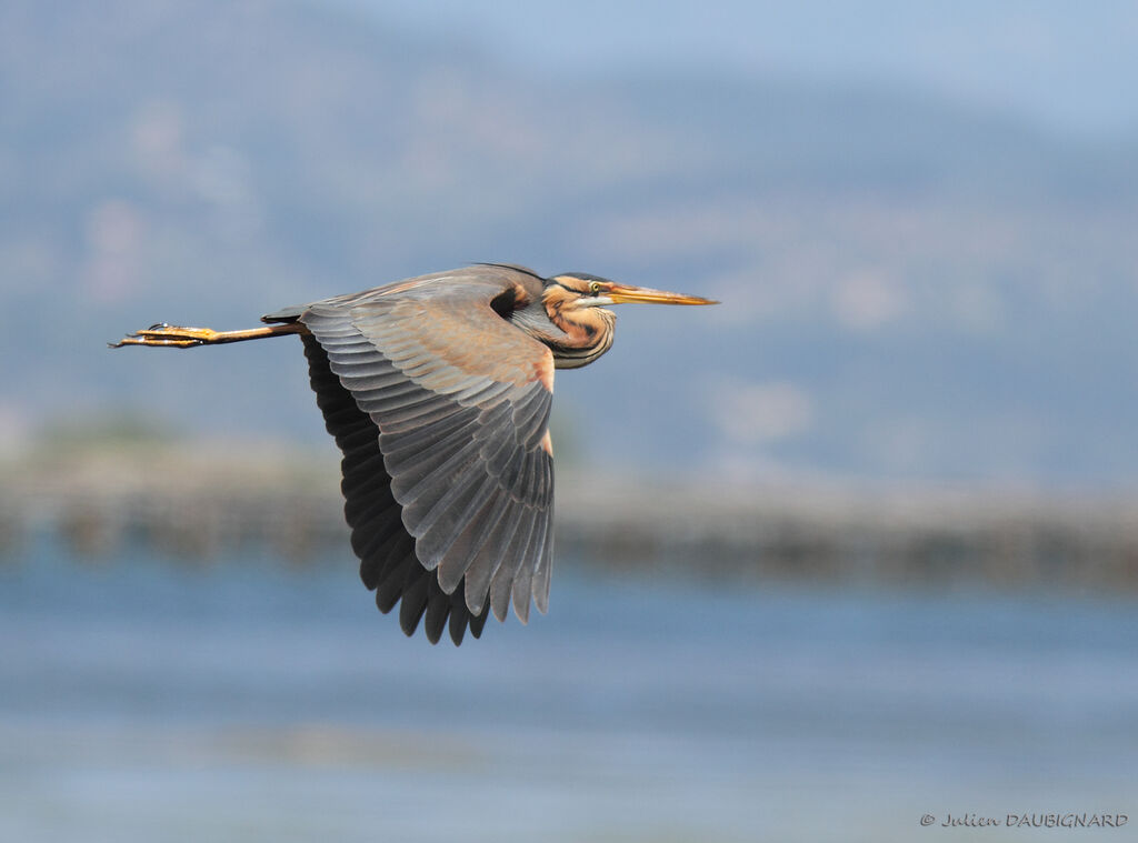 Purple Heronadult, Flight