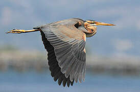 Purple Heron