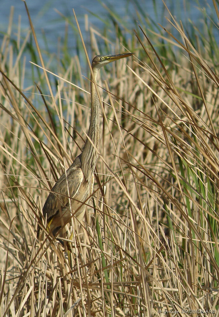 Héron pourpréimmature, identification